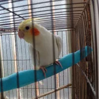 عروس هلندی ماده