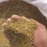 بذر یونجه