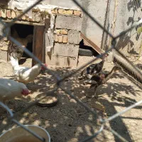 مرغ و خروس محلی