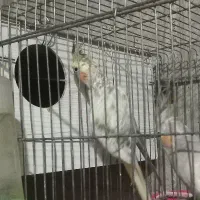 عروس تر تمیز