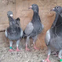 کبوتر جوجه سبز نروماده
