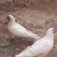 سلام کبوتر گم شده