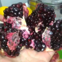 انار بیدانه سیاه