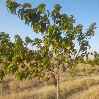 فروش زمین به متراژ ۴۰۰۰ متر مربع|فروش زمین و ملک کلنگی|ارشق, |دیوار