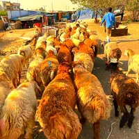 شیشک نرینه قلم آبی باکیفیت(عقیقه نذری مصرف خانگی)|حیوانات مزرعه|مشهد, نوید|دیوار