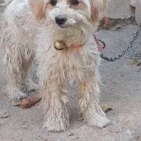 فروش یک عدد سگ پاپی