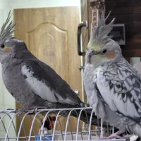 عروس هلندی یک جفت نر و ماده، شیک و باهوش