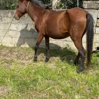 فروش مادیان با کره مادیان|اسب و تجهیزات اسبسواری|پرهسر, |دیوار