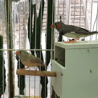 فنچ زبرا کبکی  و اهوئی|پرنده|مشهد, ایثار|دیوار