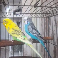 یک جفت مرغ عشق سرحال همراه با قفس بزرگ