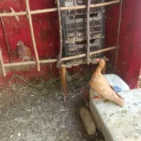 جوجه کفتر دنش و یهودی