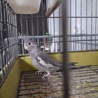 عروس هلندی رنگ خاص