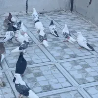 فروش کبوتر کلکسیونی و پرشی