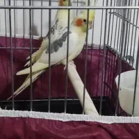 عروس هلندی با قفس ۱۰۳۳
