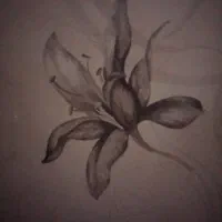 خط لاکچری0916118****