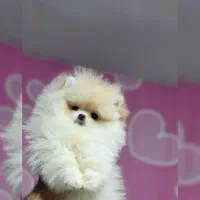 شیتزو،پامرانین،پودل، پیکینیز|سگ|تهران, چیتگر شمالی|دیوار