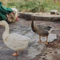 قو غاز نر ماده