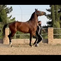 اسب،،مادیان ورزشی|اسب و تجهیزات اسب‌سواری|تهران, افسریه|دیوار