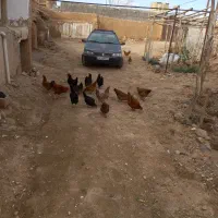 مرغ وخروس