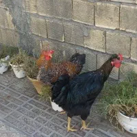 خروس