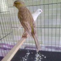 ۲عدد قناری نر وماده