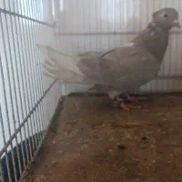 چند جفت کبوتر|پرنده|شهرآباد, |دیوار