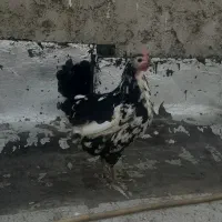 مرغ گلین کرچ شو