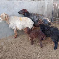 دوراس میش  و بره قوچی