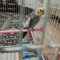 عروس هلندی نر