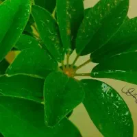 دوخت چادر رنگی و مشکی