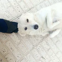 واگذاری سگ اشپیتز|سگ|فسا, |دیوار