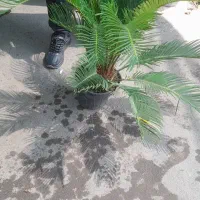 سیکاس|گل و گیاه طبیعی|تهران, جمال‌زاده|دیوار