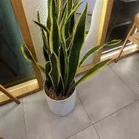 راهنمایی خانوم برا نظافت منزل
