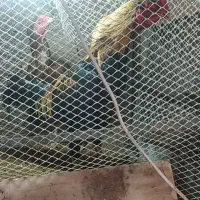 خروس لاری