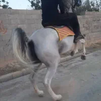 فروش مادیان استثنایی