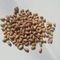 پسته دهن باز خندان|خوردنی و آشامیدنی|درمیان, |دیوار