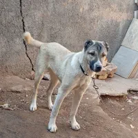 سگ ماده|سگ|بوئین زهرا, |دیوار