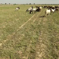 بز داشتی|حیوانات مزرعه|دزفول, |دیوار