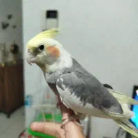 عروس هلندی نر ابلغ