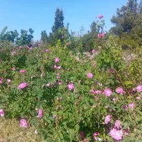 گل محمدی   وگلاب محلی
