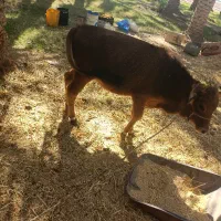 گوساله فروشی|حیوانات مزرعه|جازموریان, |دیوار