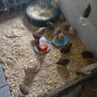 بلدرچین هر قیمتی موجود است از یک روز تا ۹۰ روزه|حیوانات مزرعه|اسالم, |دیوار