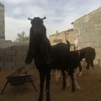 نربز پاکستانی