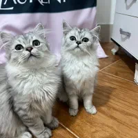 گربه ماده نژاد قوی پرشین چین چیلا|گربه|بندرعباس, |دیوار