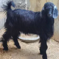 کهره گوشتی|حیوانات مزرعه|برازجان, |دیوار