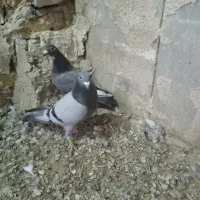 پلاکی ، نامه بر|پرنده|کرمانشاه, |دیوار