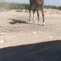 اسب|اسب و تجهیزات اسب‌سواری|شیراز, شهرک رضوان|دیوار