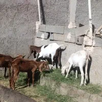 4عدد بز پاکستانی جوان