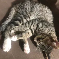 گربه رایگان