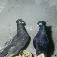 جفت صرب